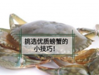 阳澄湖大闸蟹价格如何?最佳吃蟹时间是啥时候?