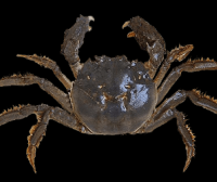 蟹界名旦|大闸蟹