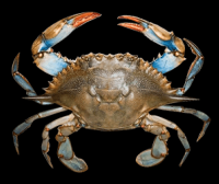 蟹界名旦|梭子蟹