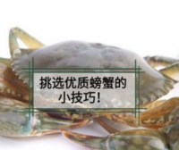 选蟹技巧|挑选优质螃蟹五看小技巧