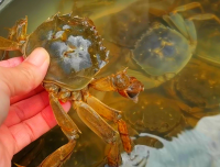 老蟹农教你怎么大规模养殖大闸蟹