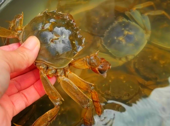 老蟹农教你怎么大规模养殖大闸蟹