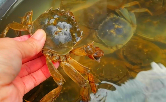 老蟹农教你怎么大规模养殖大闸蟹