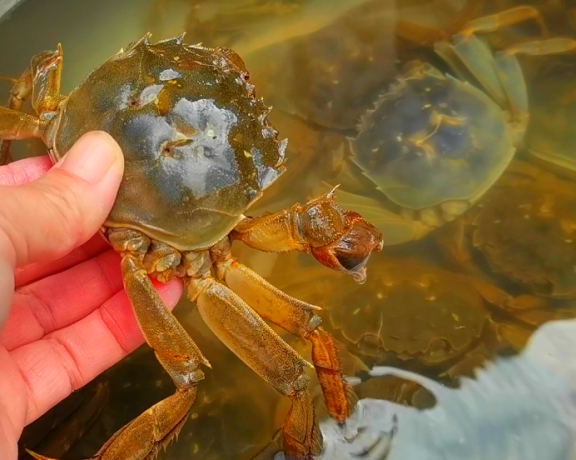 老蟹农教你怎么大规模养殖大闸蟹